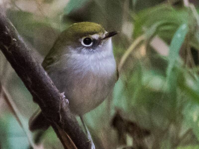 Serra do Mar Bristle-Tyrant, Photos 3