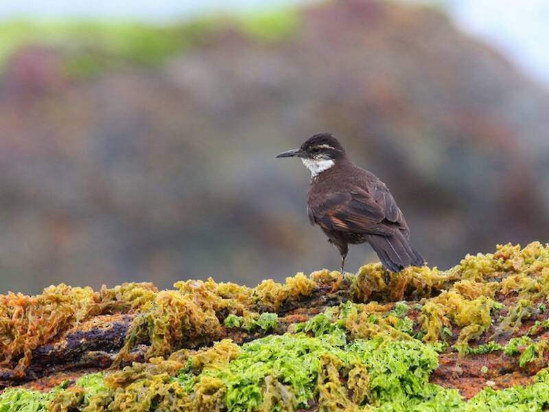 Seaside Cinclodes