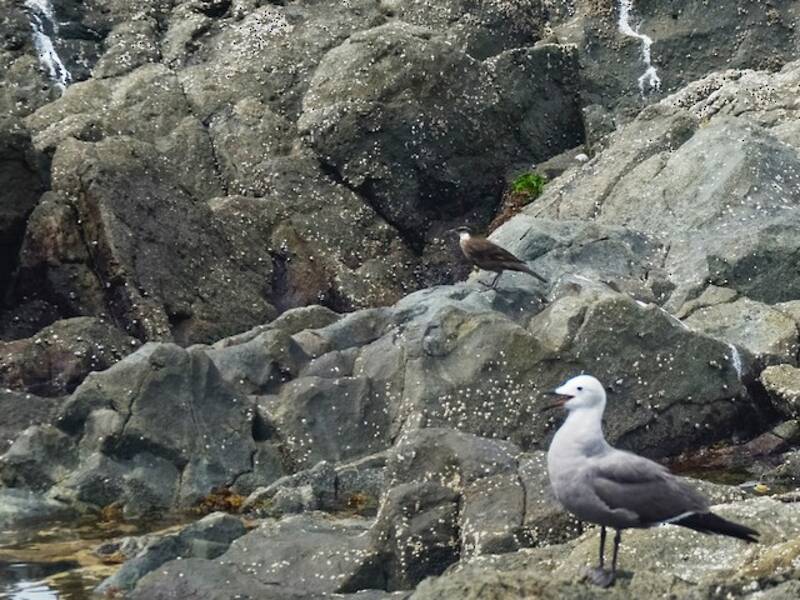 Seaside Cinclodes, 照片 2