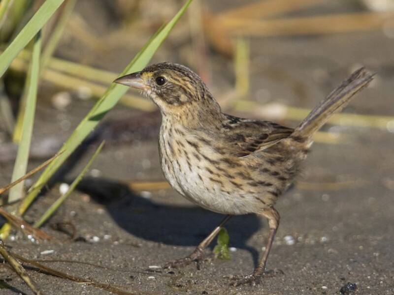 Bruant des marais salants, Photos 4