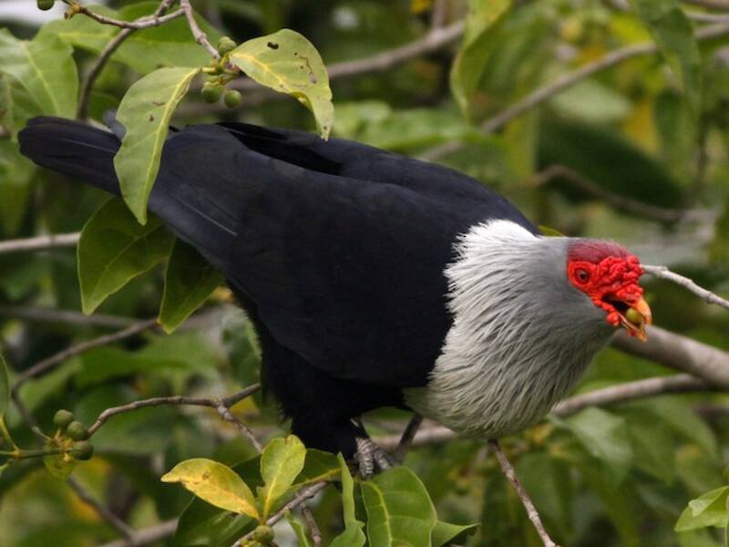 Seychelles Blue-Pigeon