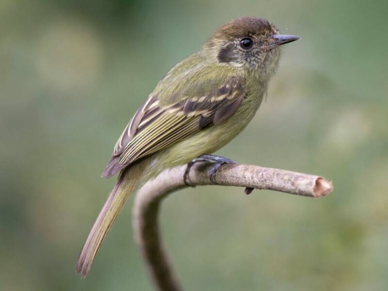 Sepia-capped Flycatcher, Photos 4