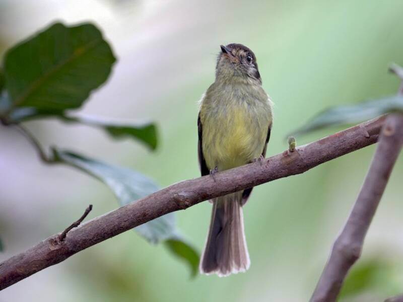 Sepia-capped Flycatcher, Photos 2