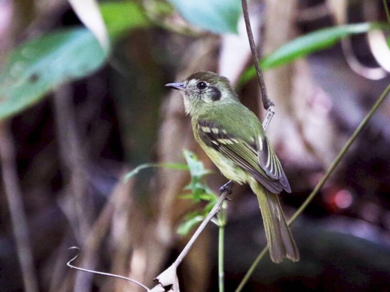 Sepia-capped Flycatcher, Photos 3