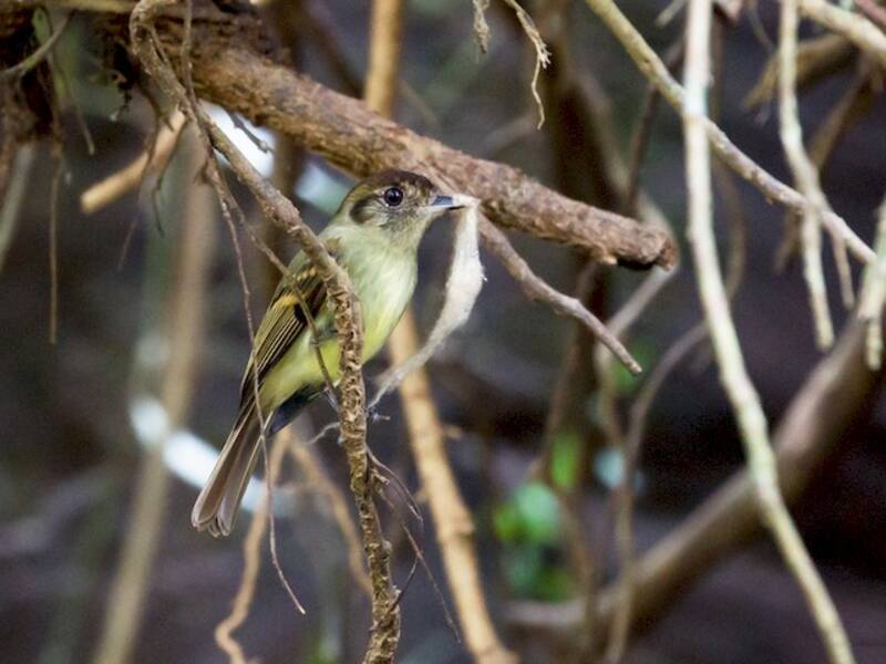 Sepia-capped Flycatcher