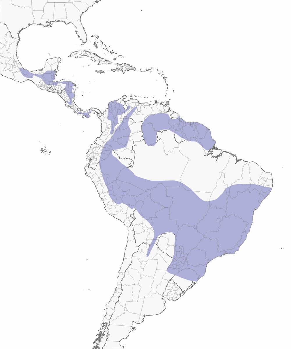 Sepia-capped Flycatcher, Distribution 1