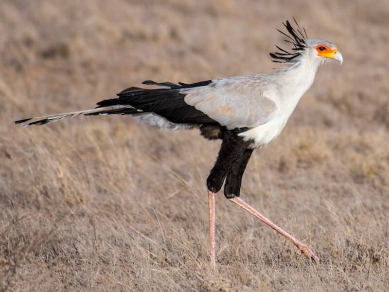 Secretarybird (Sagittarius serpentarius)