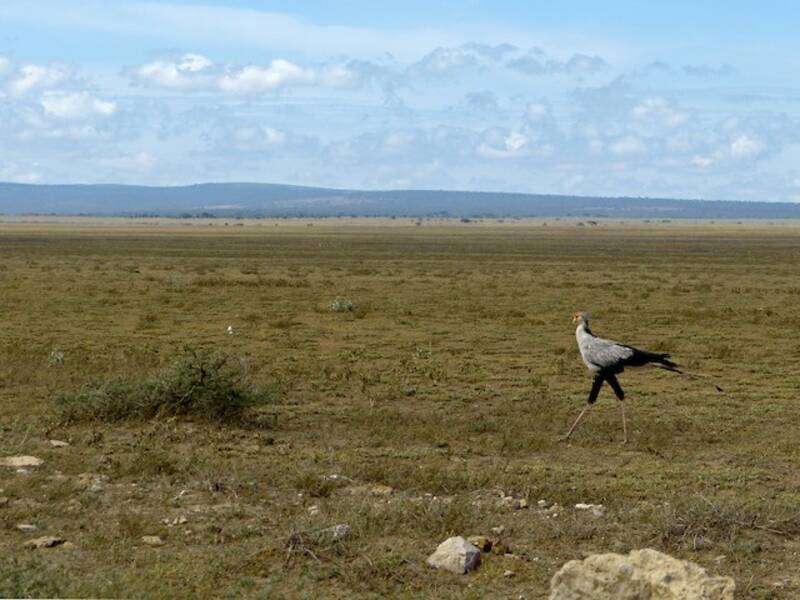 Serpentario, Foto 4