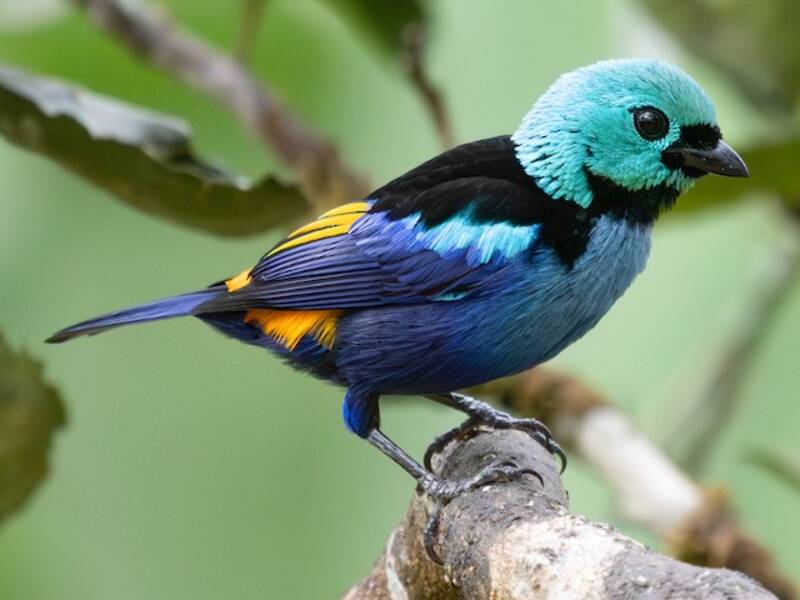 Seven-colored Tanager