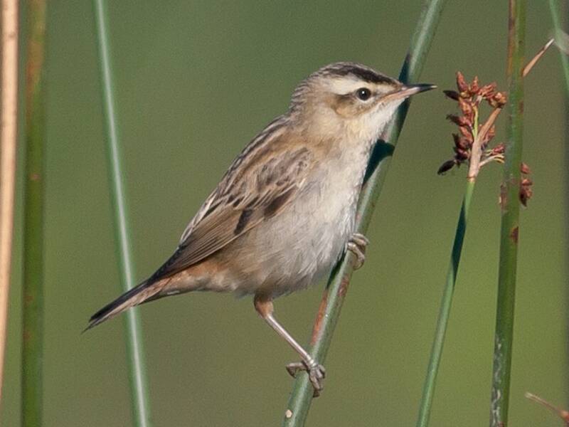 Sedge Warbler, Photos 3