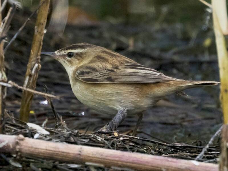 Sedge Warbler, Photos 2