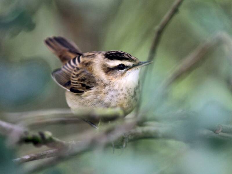 Sedge Warbler (Acrocephalus schoenobaenus)