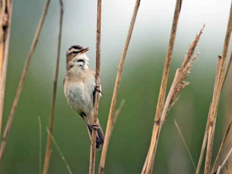 Sedge Warbler, Photos 4