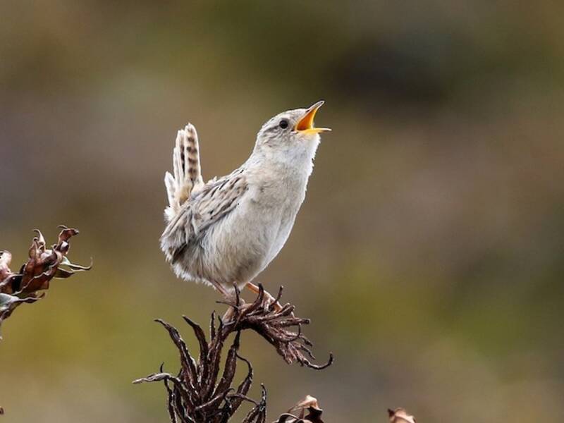 Grass Wren, Photos 2