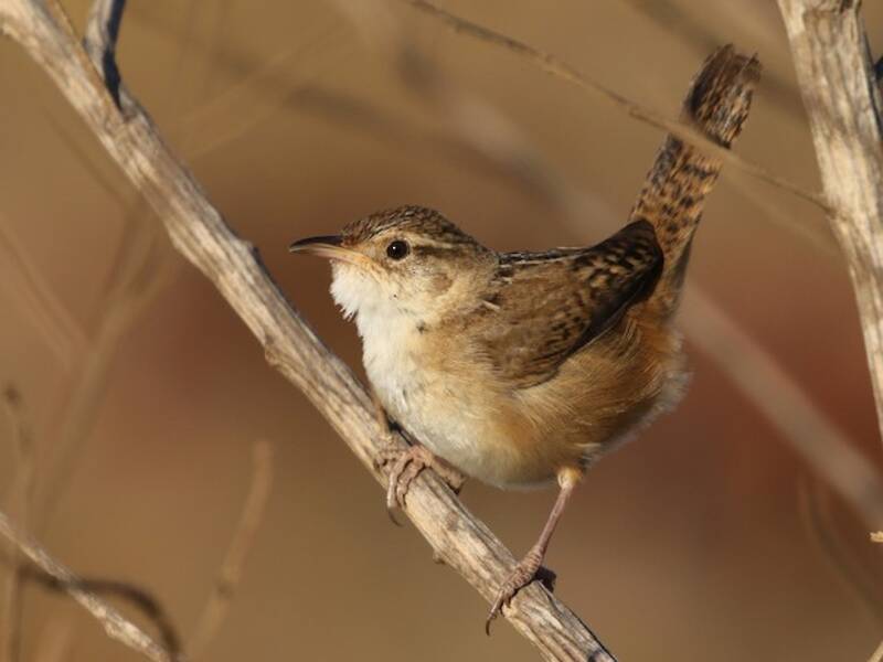 Grass Wren, Photos 3