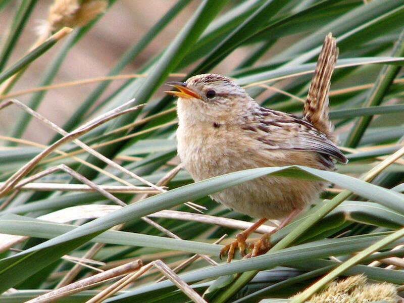 Grass Wren, Photos 4