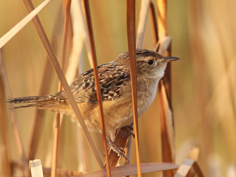Sedge Wren (Cistothorus stellaris)