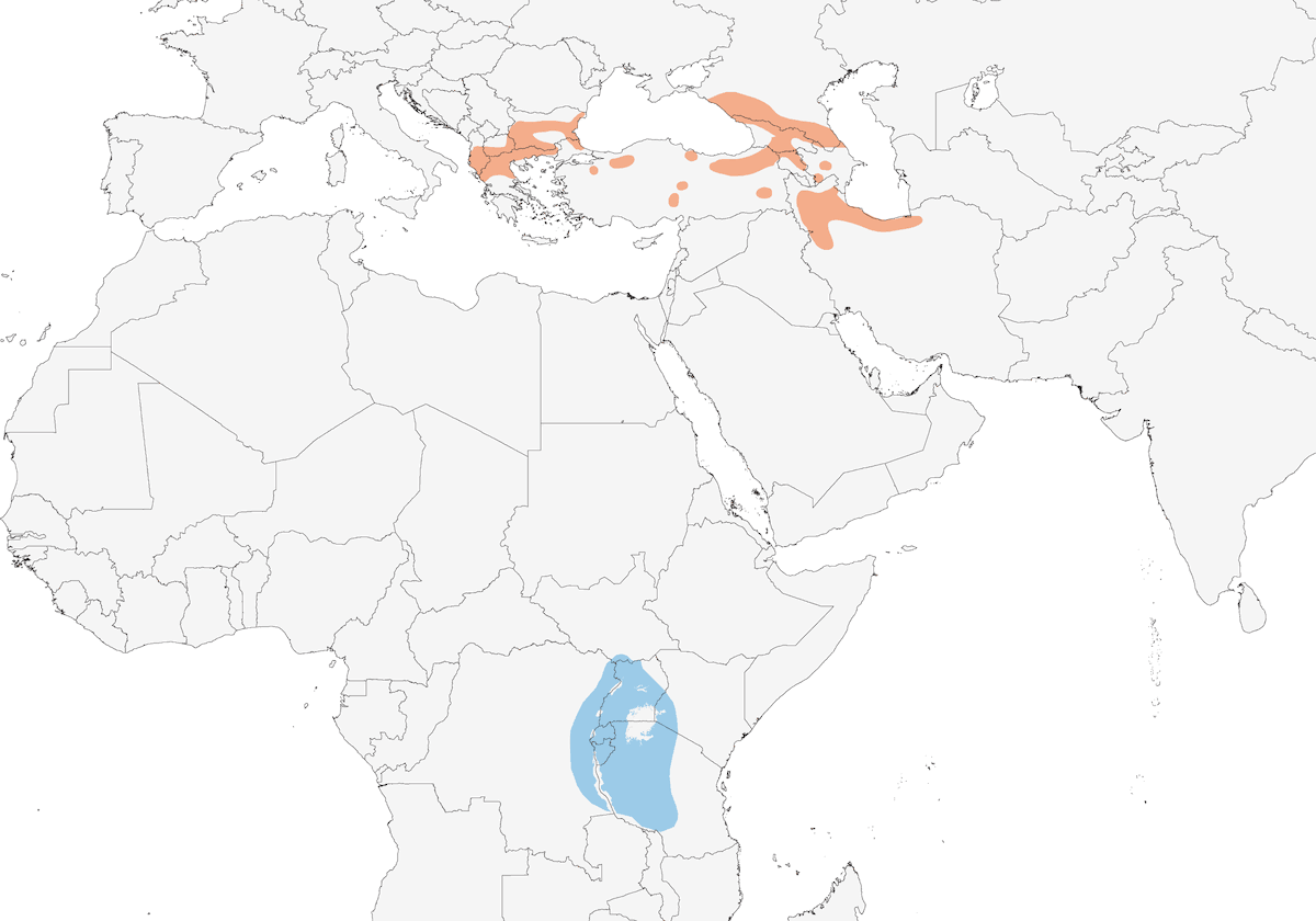 Pigliamosche dal semicollare, Distribuzione 1