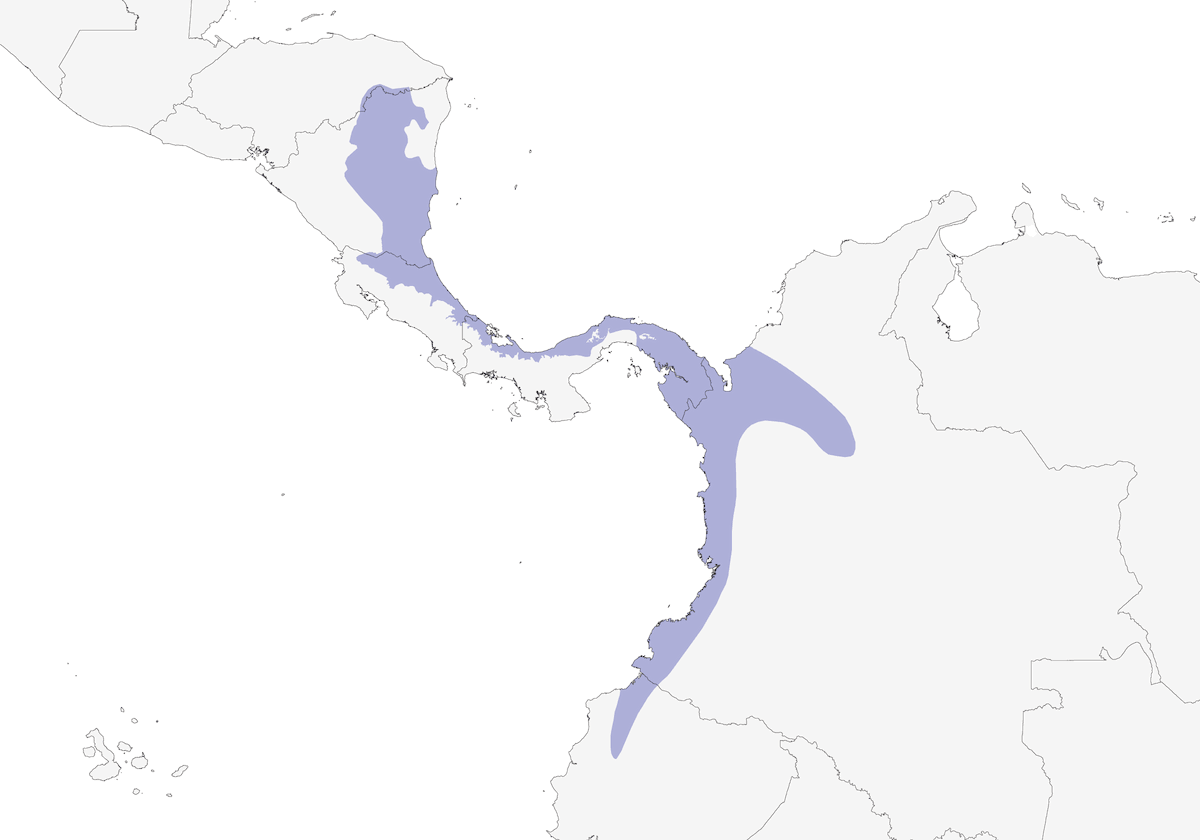 Poiana semi-piombata, Distribuzione 1