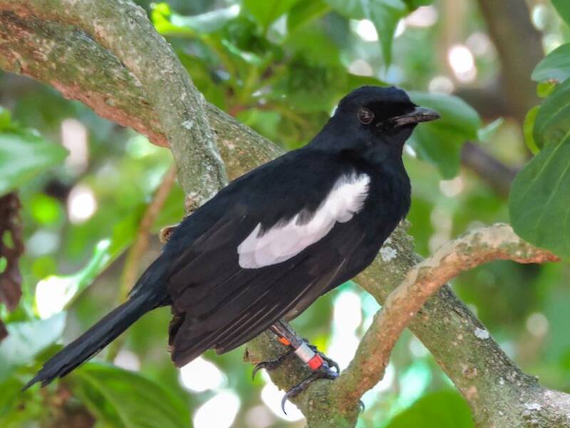 Pettirosso gazza delle Seychelles, Foto 3