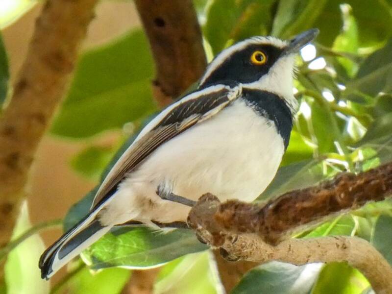 Senegal Batis (Batis senegalensis)