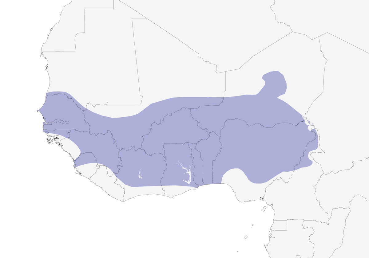 Senegal Batis, Distribution 1