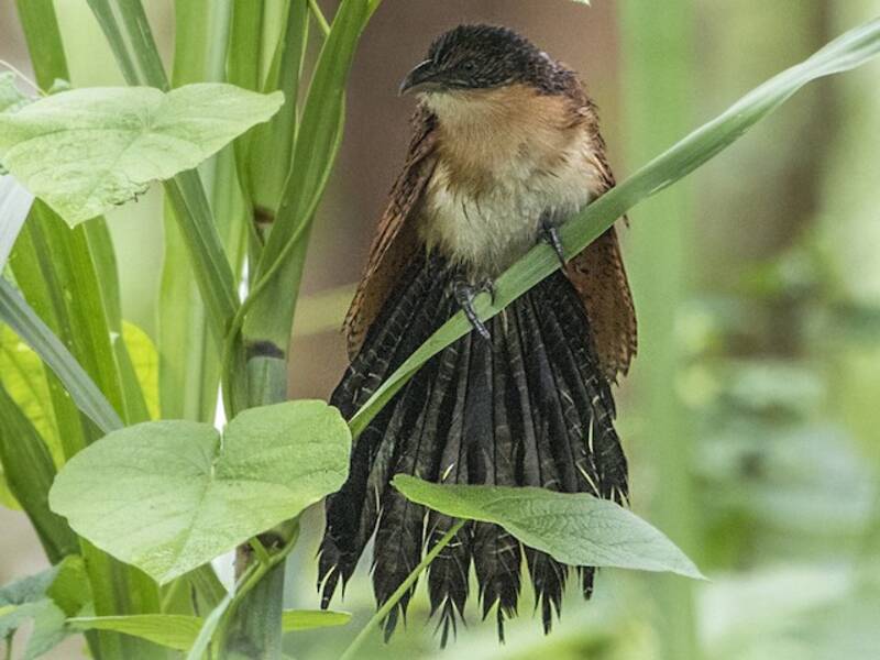 Cucal Senegalés, Fotos 4