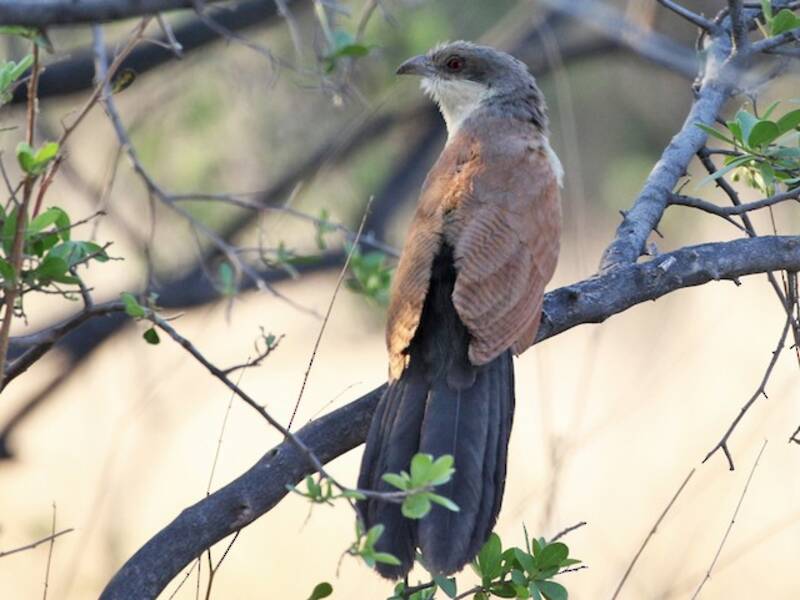 Coucal du Sénégal