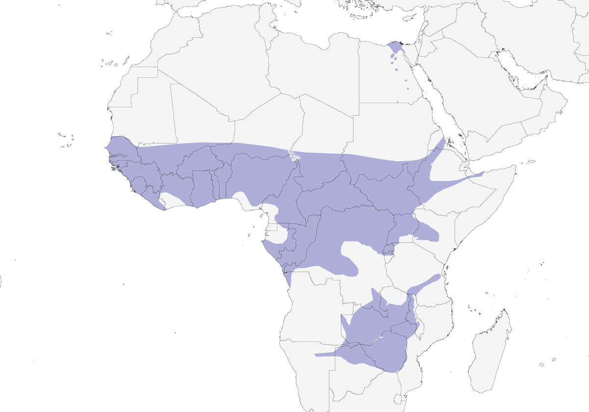 Cucal Senegalés, Distribución 1