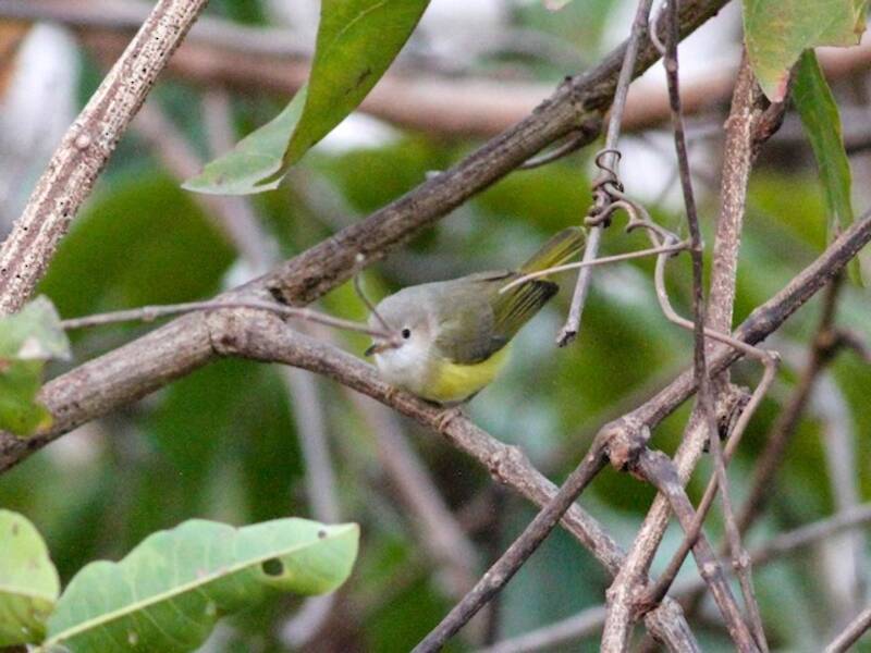 Eremomela del Senegal