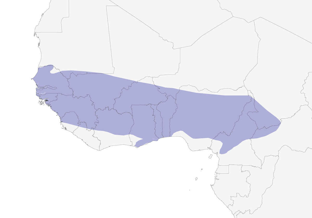 Senegal Eremomela, Distribution 1