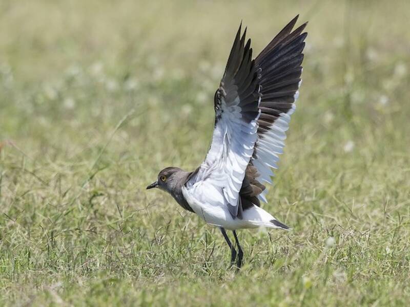 Senegal Lapwing, Photos 3
