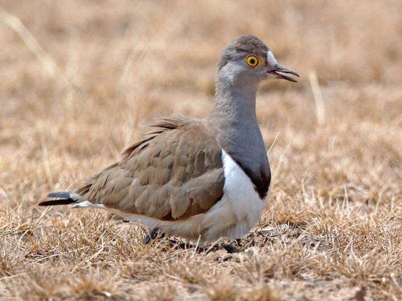 Senegal Lapwing, Photos 2