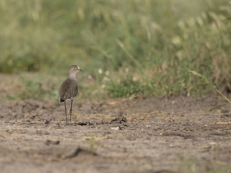 Senegal Lapwing, Photos 4