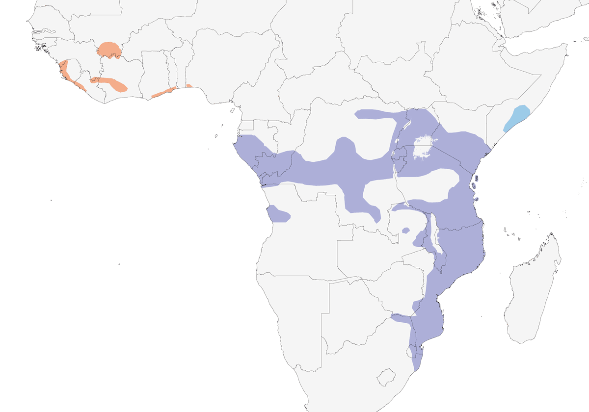 Senegal Lapwing, Distribution 1