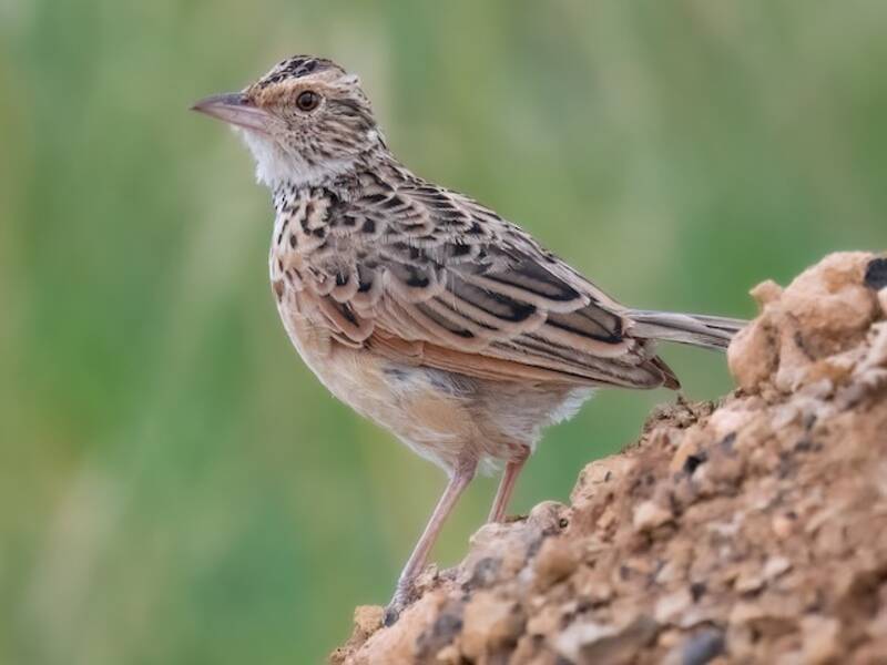 Allodola sentinella, Foto 2