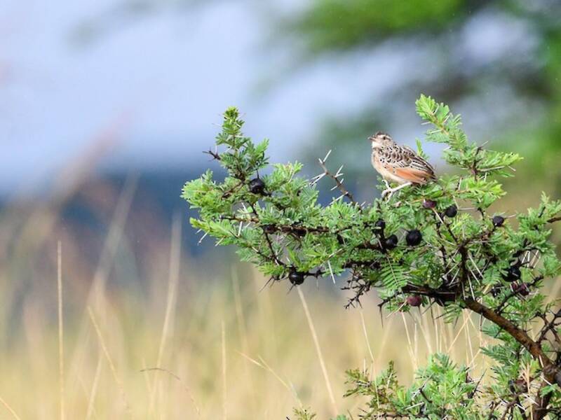 Allodola sentinella, Foto 4