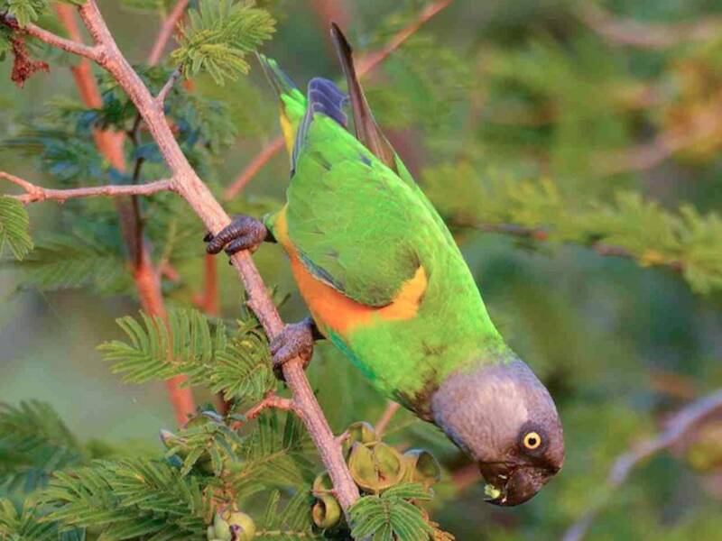 Pappagallo del Senegal