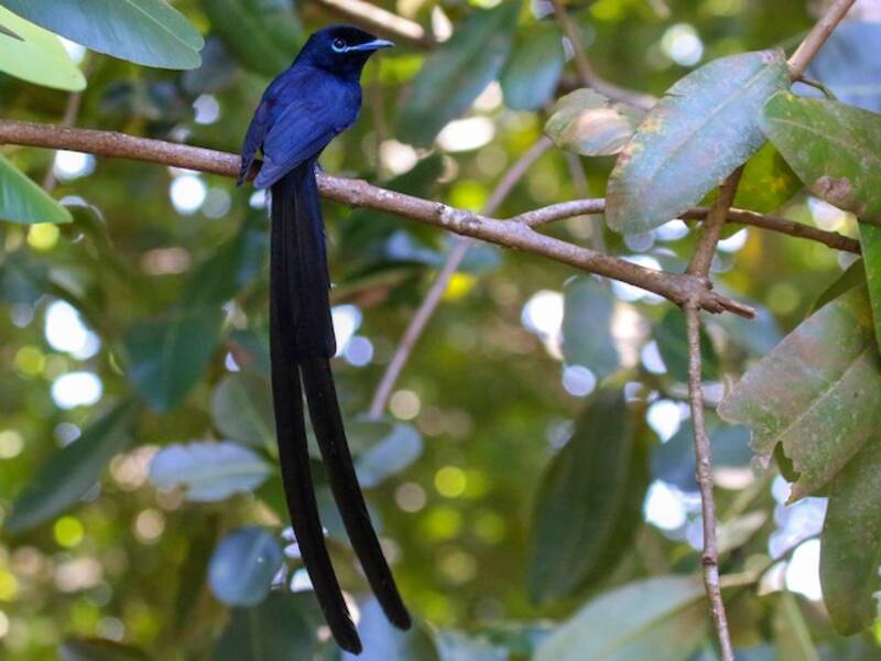 Seychelles Paradise-Flycatcher, 照片 2