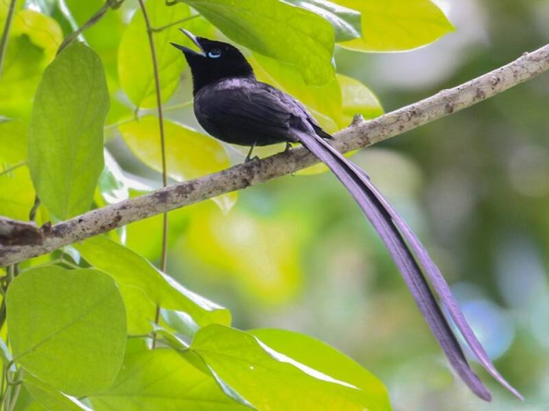 Seychelles Paradise-Flycatcher, 照片 3