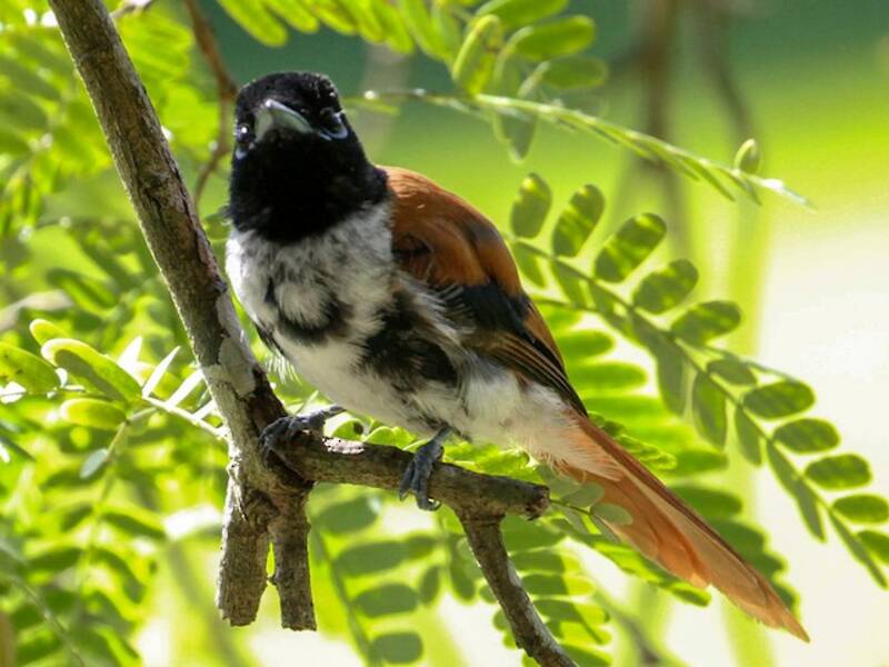 Seychelles Paradise-Flycatcher