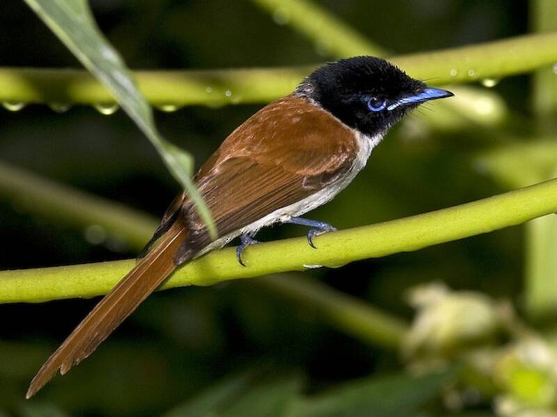 Seychelles Paradise-Flycatcher, 照片 4