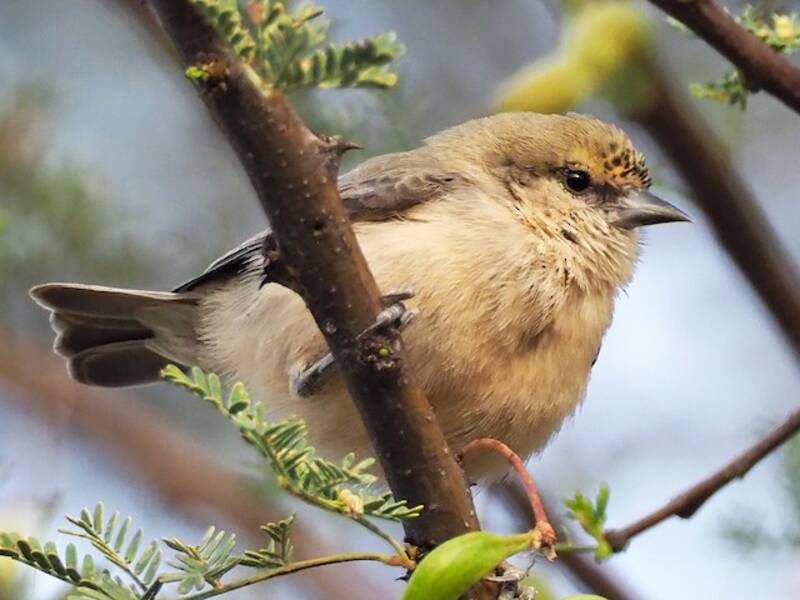Sennar Penduline-Tit