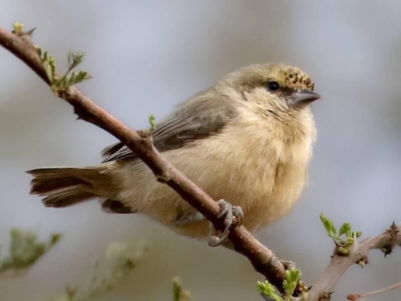 Sennar Penduline-Tit, 照片 3