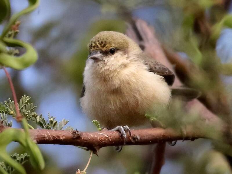 Sennar Penduline-Tit, 照片 2