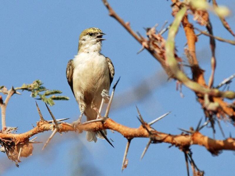 Sennar Penduline-Tit, 照片 4