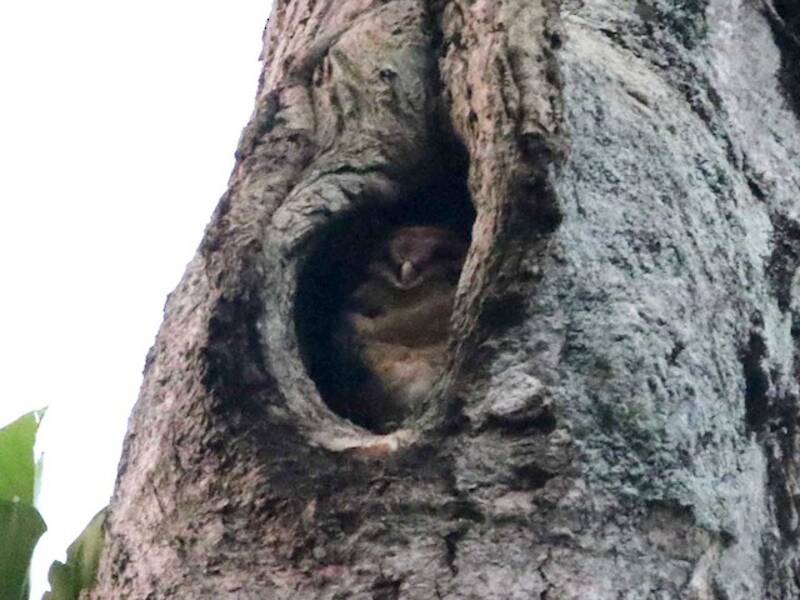 Barbagianni mascherato di Seram, Foto 2