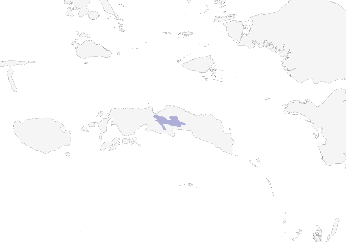 Barbagianni mascherato di Seram, Distribuzione 1