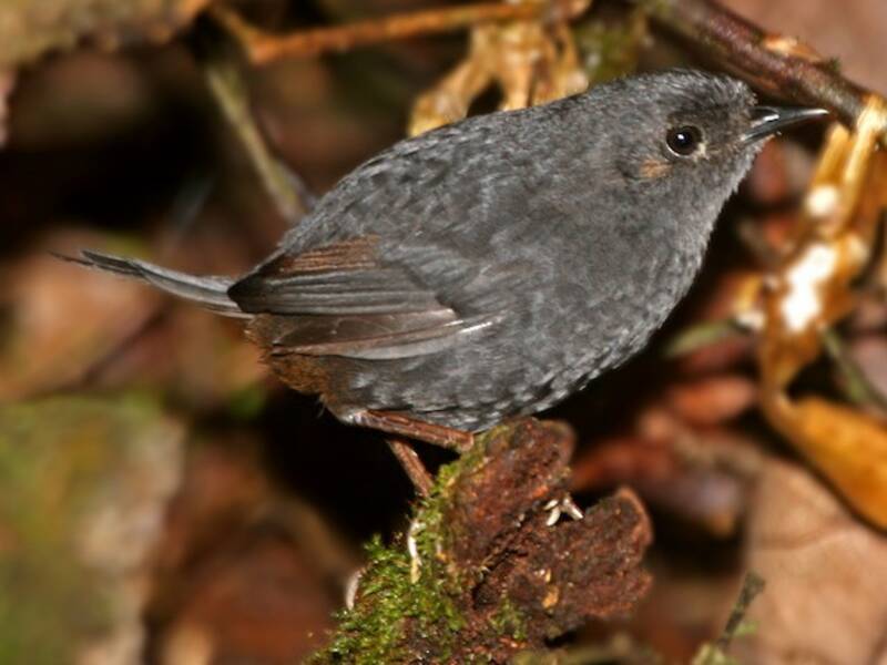 Boa Nova Tapaculo