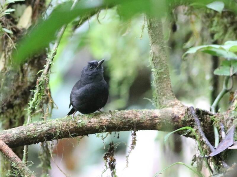 Tapaculo de Boa Nova, Photos 2